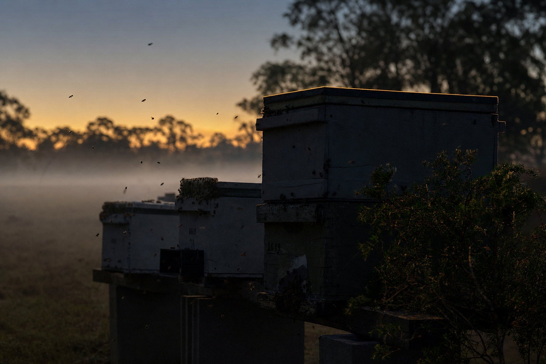 Beehives silhouetted in misty Australian tea-tree bushland before dawn, with a band of gold light on the horizon.