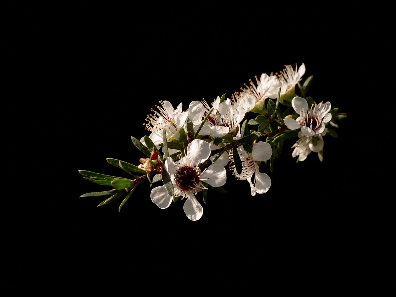 Macro photograph of white Leptospermum tea-tree blossoms with crimson centres against a black background.